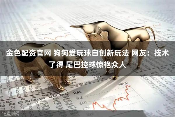 金色配资官网 狗狗爱玩球自创新玩法 网友：技术了得 尾巴控球惊艳众人