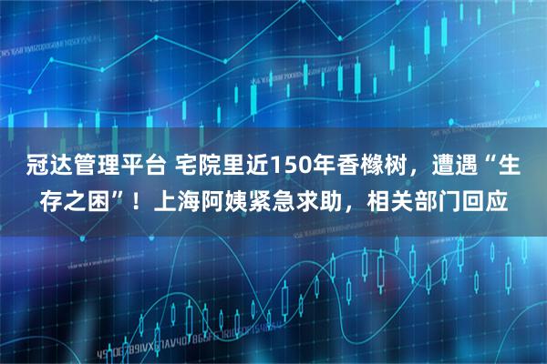 冠达管理平台 宅院里近150年香橼树，遭遇“生存之困”！上海阿姨紧急求助，相关部门回应